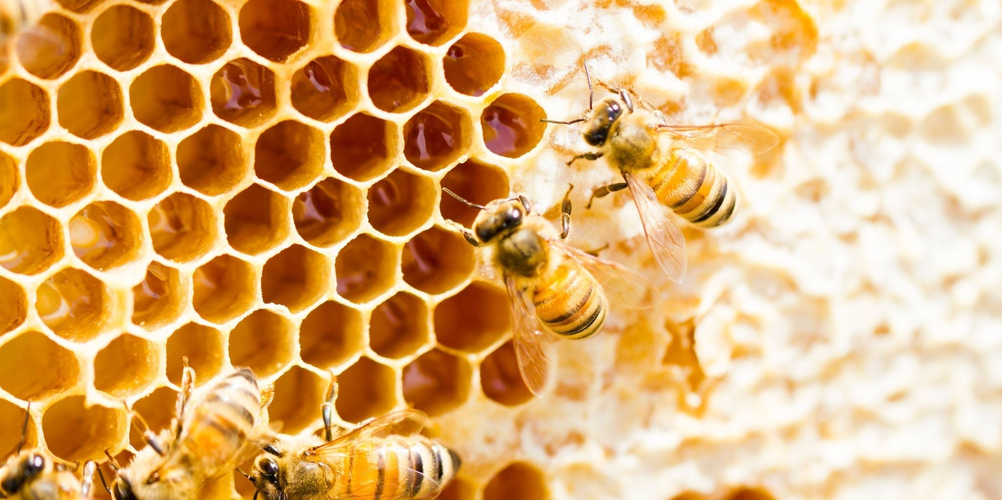 The Benefits of Beeswax Candles: Why We Love This Natural Wax