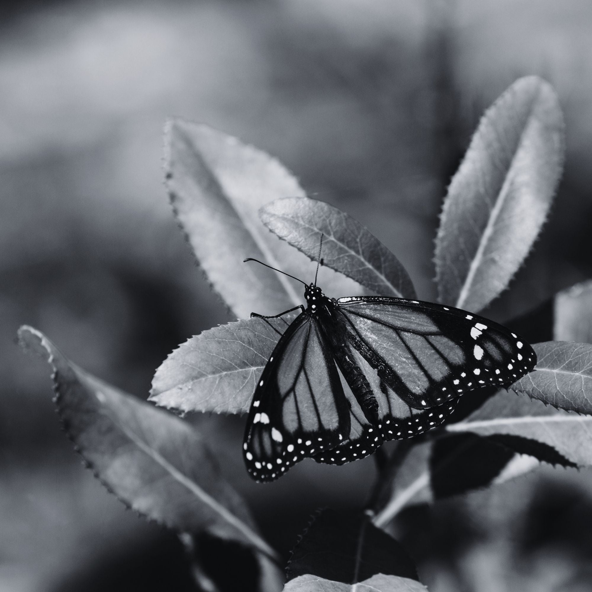 Butterfly sitting on plant