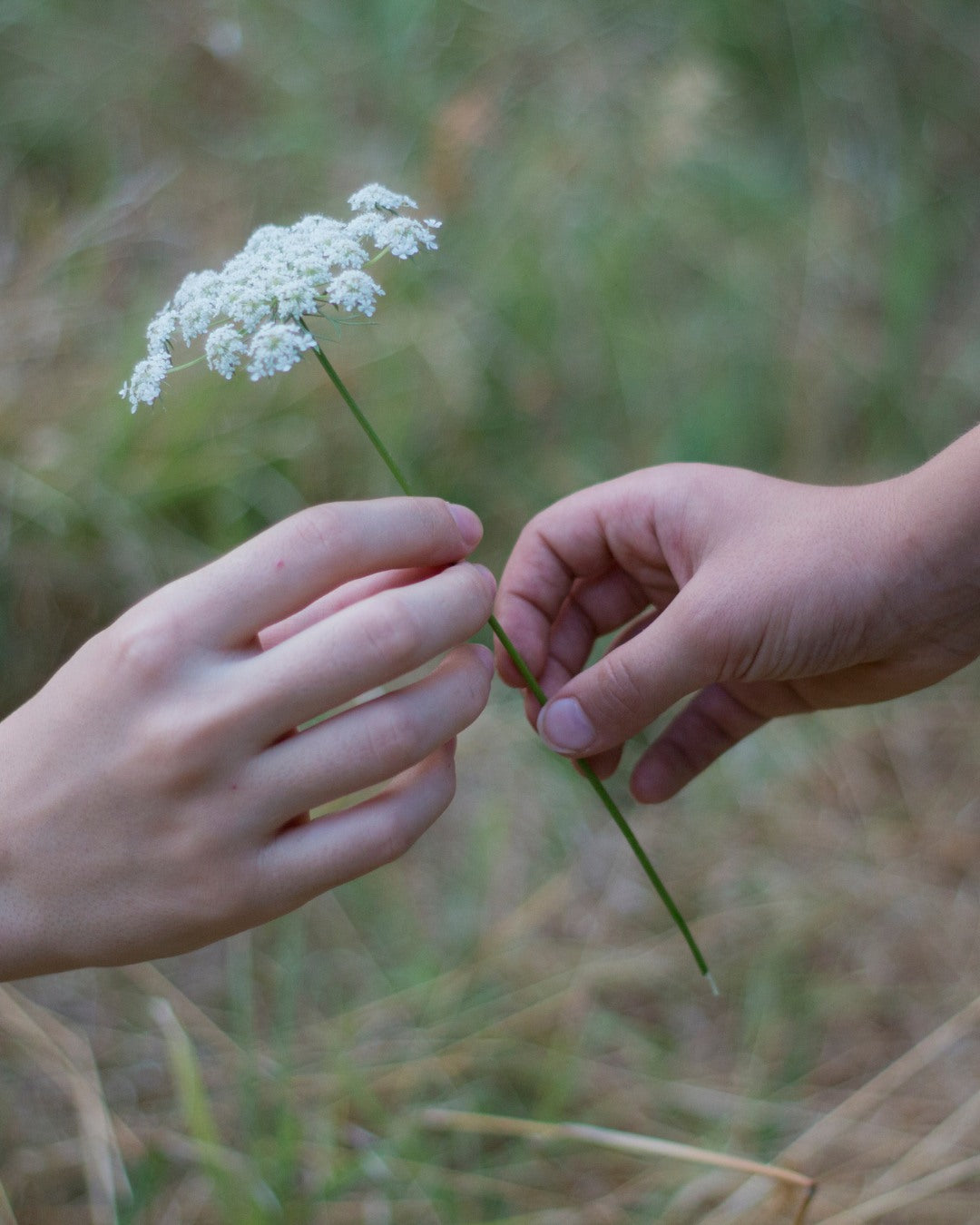 Hands passing a flower between them grassy background