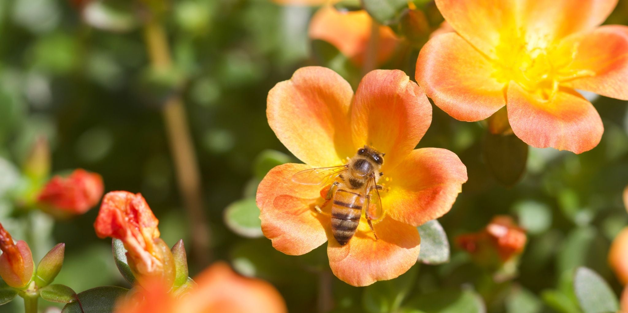 Honeybee on orange flowers with more flowers in background